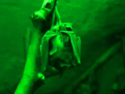 Bat - nightvision clip Vídeo Stock 328899