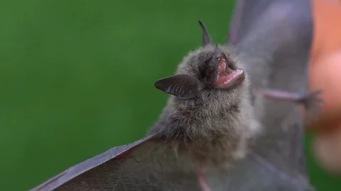 A bat with open wings in the hands of a man Video stock 113525415