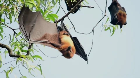Bat or indian flying fox bats in a perch Stock Footage 131392481