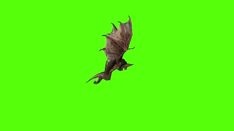 Bat Passout Green Screen Animation 4K Rendering Stock Footage 295557606