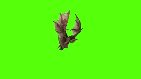 Bat Passout Green Screen Animation 4K Rendering Video stock 295557616