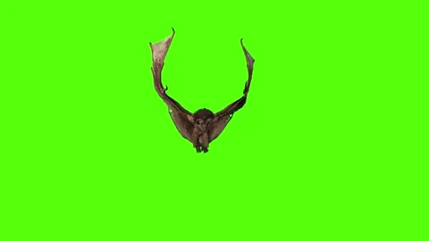 Bat Passout Green Screen Animation 4K Rendering Video stock 295557617