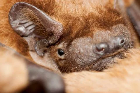 Bat Stock Photos