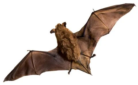 Bat Stock Photos