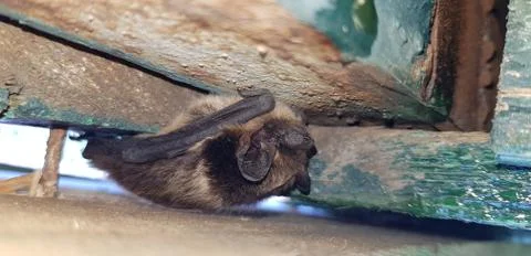 Bat Stock Photos