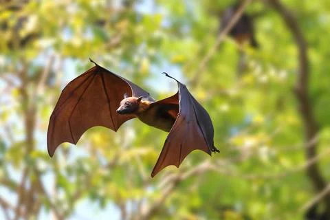 Bat Stock Photos