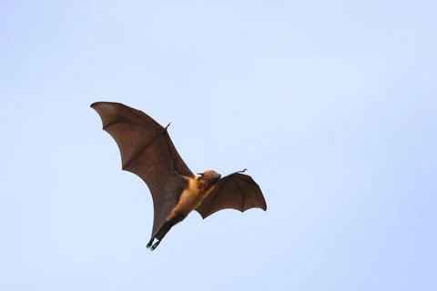 Bat 스톡 사진