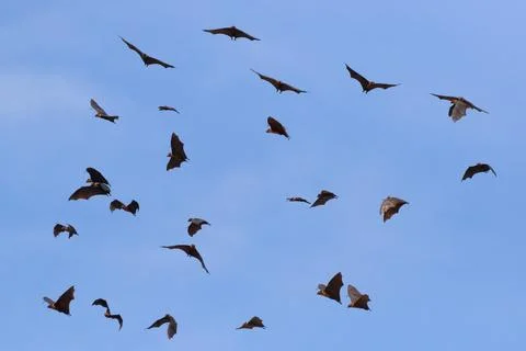 Bat Stock Photos