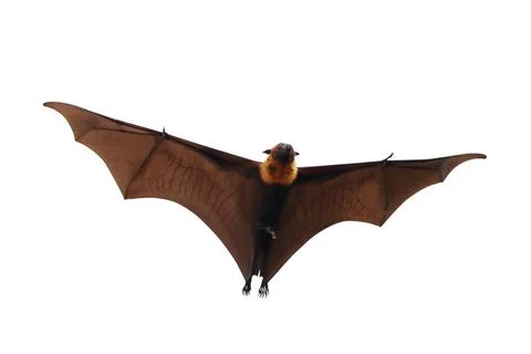 Bat Stock Photos