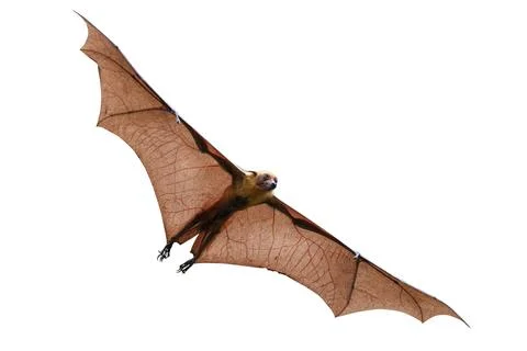 Bat Foto stock