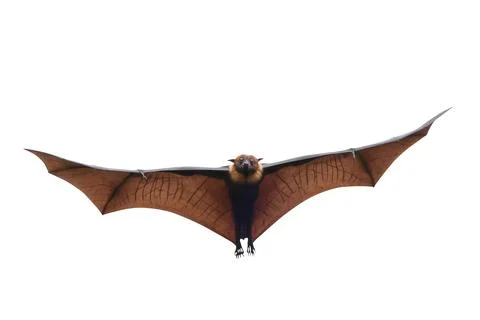 Bat Stock Photos