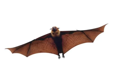 Bat Foto stock