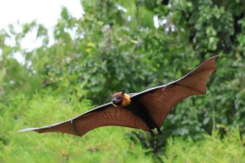 Bat Foto stock