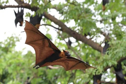Bat 스톡 사진