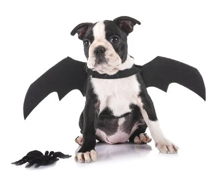 Bat puppy boston terrier Stock Photos