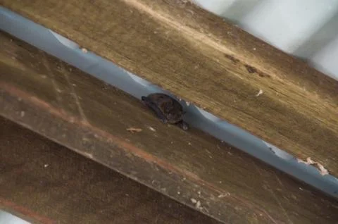 Bat in Rafters Stock Photos