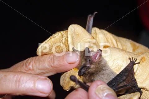Bat Research Stock Photos