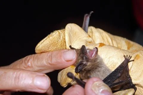Bat Research Stock Photos