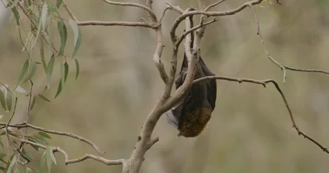 Bat Resting Upside Down, Close Up Stockbeeldmateriaal 329230313
