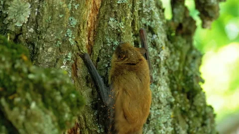Bat Scrambles up the Bark of a Tree during the Summer Day. Slow Motion Stock Footage 116697554