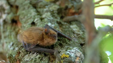 Bat Scrambles up the Bark of a Tree during the Summer Day. Slow Motion Stock Footage 116697842