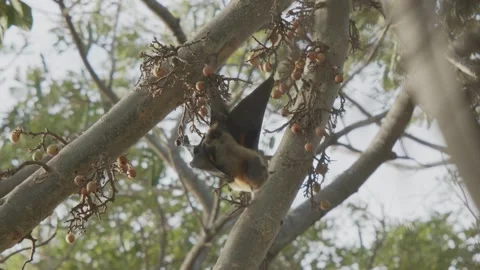 Bat scratching itself with its wings while hanging upside down from a fig Stock Footage 221813856
