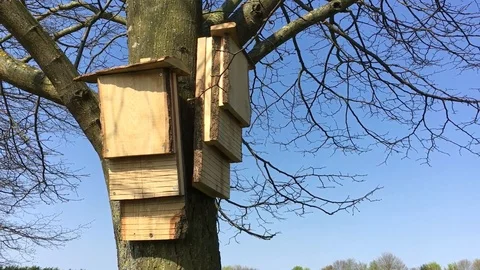 Bat shelter Stock Footage 88873013