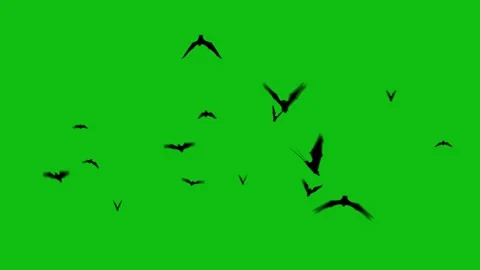 Bat Silhouettes Hovering on a green screen 4K Stock Footage 288400974