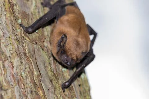 Bat sits at the tree trunk and looks into the camera Stock Photos