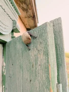 A bat sits on the window sash Stock-Fotos