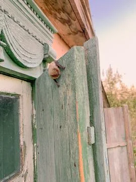 A bat sits on the window sash Stock Photos