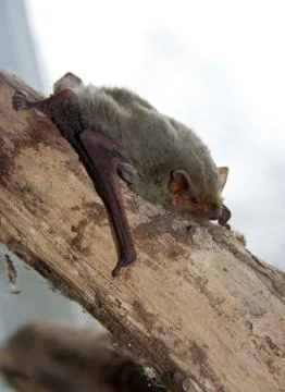 Bat sitting on the branch of a tree. Stock Photos
