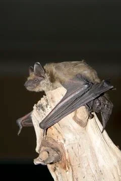 Bat sitting on a dry tree trunk in the night sky. Stock Photos