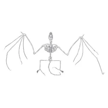 Bat skeleton drawing. Gothic illustration of aggressive monsters bones for th Stock Illustration