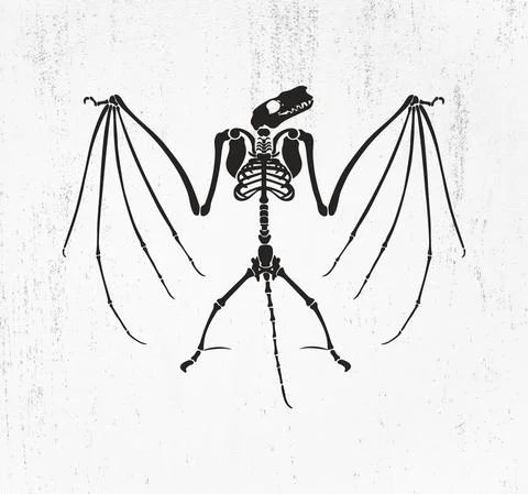 Bat skeleton with wings, Bat skeleton, Skeleton Cut File Stock Illustration