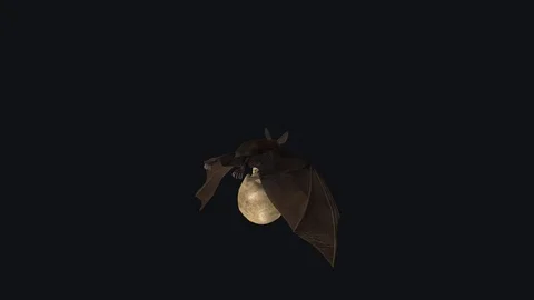 Bat with Skull - Flying Cycle - Back Angle View - Transparent Loop Stock Footage 127577138