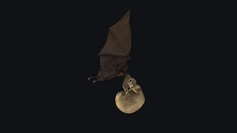 Bat with Skull - Flying Cycle - Right Side View - Transparent Loop Stock Footage 127577118