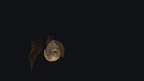 Bat with Skull - Flying Cycle - Side Angle View - Transparent Loop Stock Footage 127577105