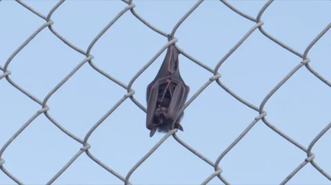 Bat sleeping in fence in daylight Stock Footage 37335908