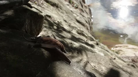 Bat sleeping on the rock Stock Footage 41254023
