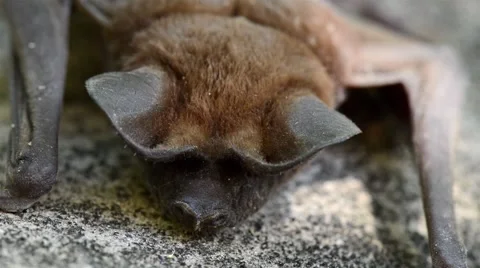 Bat sleeping on the rock Stock Footage 41258218