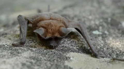 Bat sleeping on the rock Stock Footage 41262293