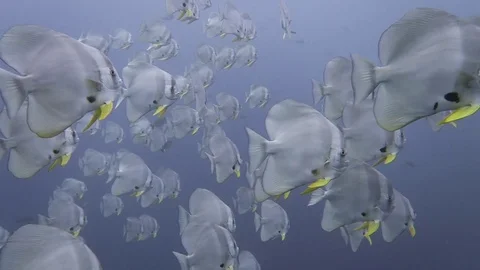 Bat/ Spade fish Stock Footage