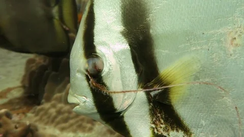 Bat/ spade fish with hook in eye Stock Footage 80899133