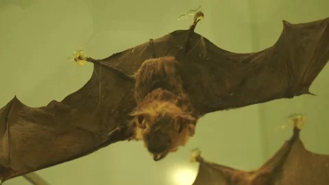 Bat specimen Stock Footage 201581202