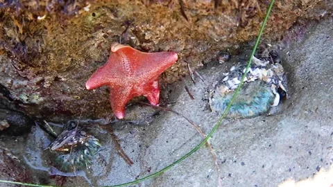 Bat Starfish in Tide Pool Stock Footage 153335459