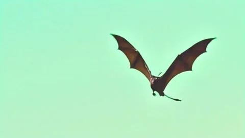 Bat still flying continuously angle view one way 스톡 동영상 318864331