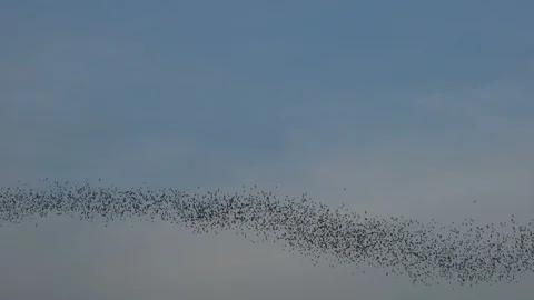 Bat swarm flying Stock Footage