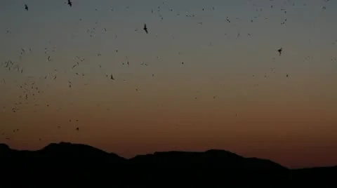 Bat Swarm Stock Footage