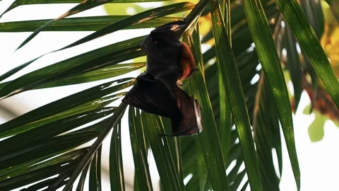 Bat taking care of her newborn child on a tree and protecting it during daytime Stock Footage 260419869